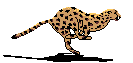 cheetah.gif (6295 bytes)